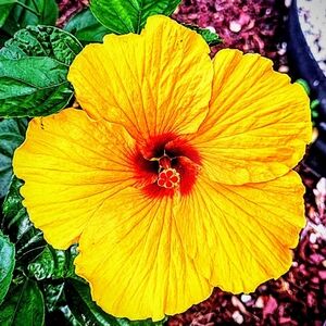 Meet your Posher, Zerimar